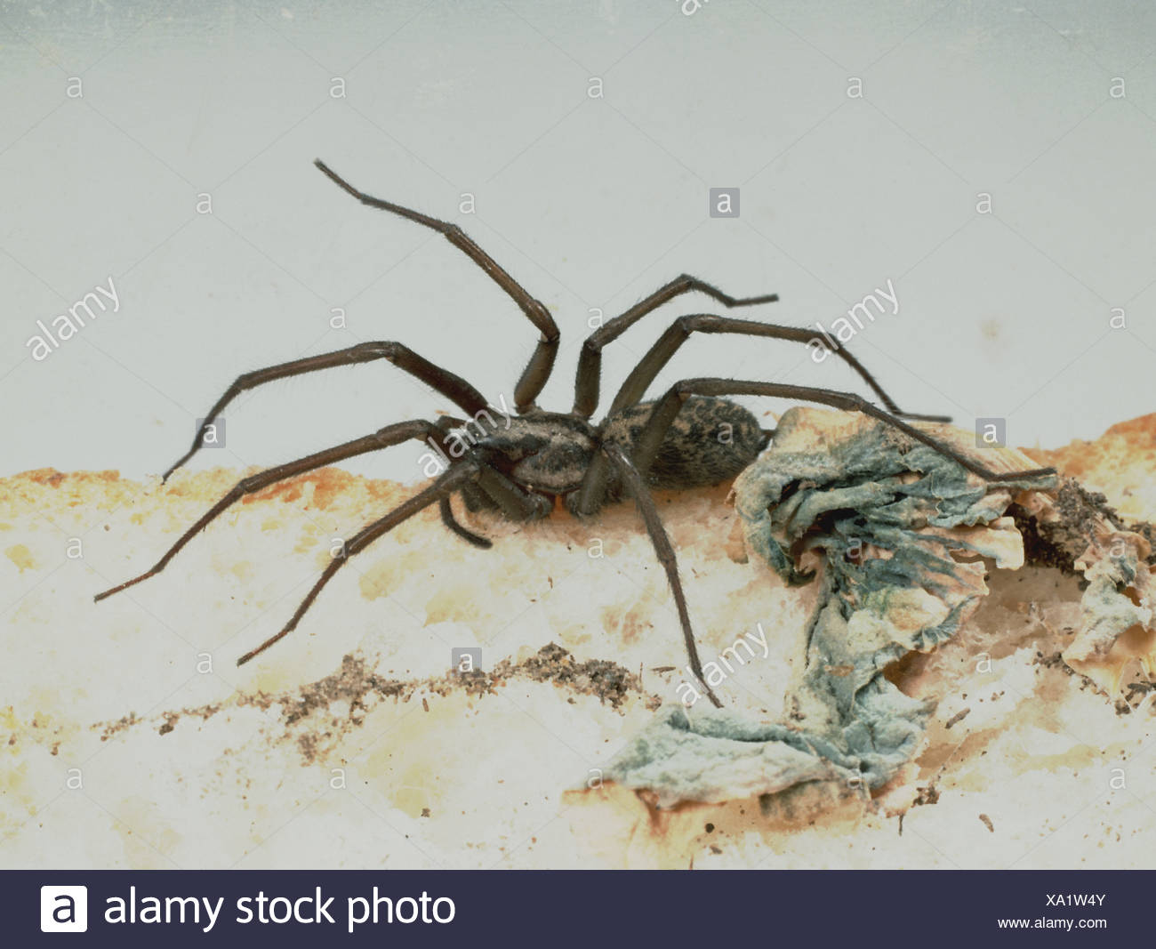 Barn Funnel Weaver Spiders Stock Photos Barn Funnel Weaver