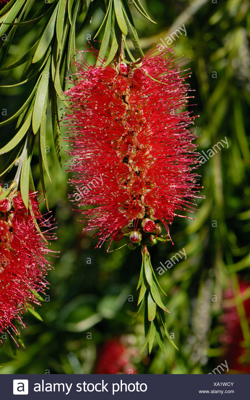 Callistemon Rigidus High Resolution Stock Photography And Images Alamy