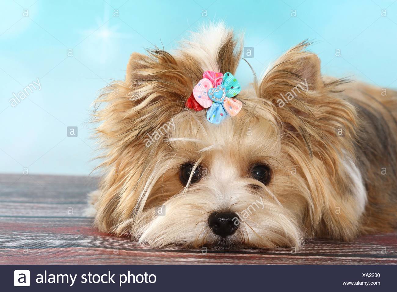 white ocean pearl yorkie