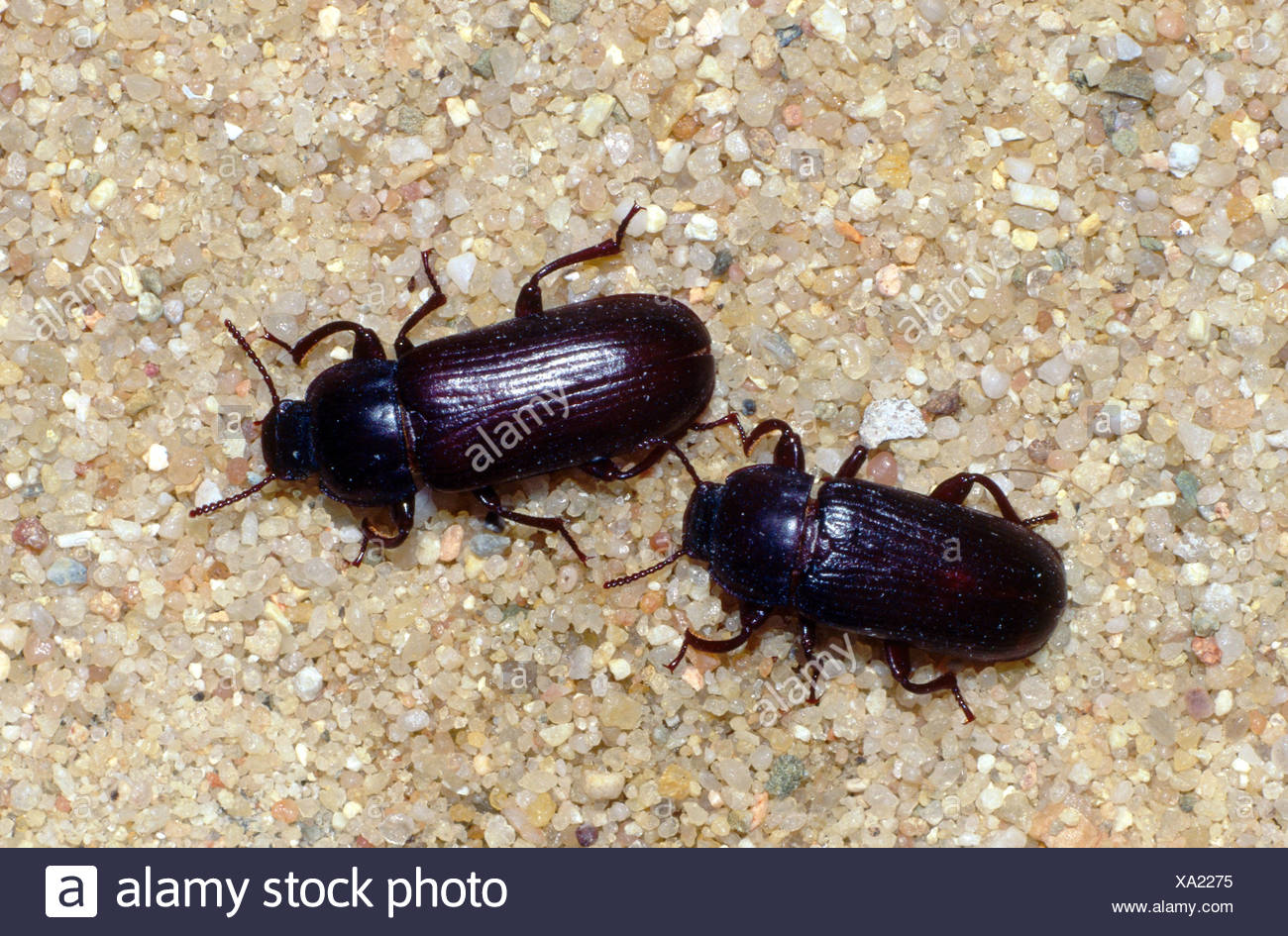 Two Mealworms On Gravel Ground High Resolution Stock Photography and ...