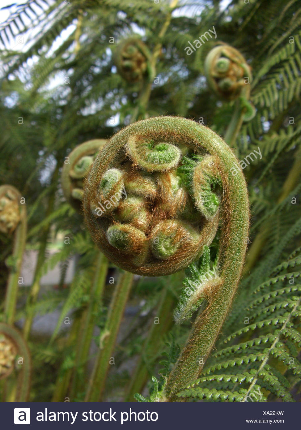 Tasmanian Tree Fern High Resolution Stock Photography and Images Alamy