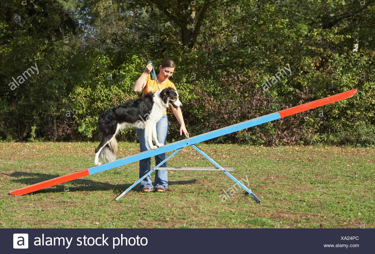 dog agility seesaw