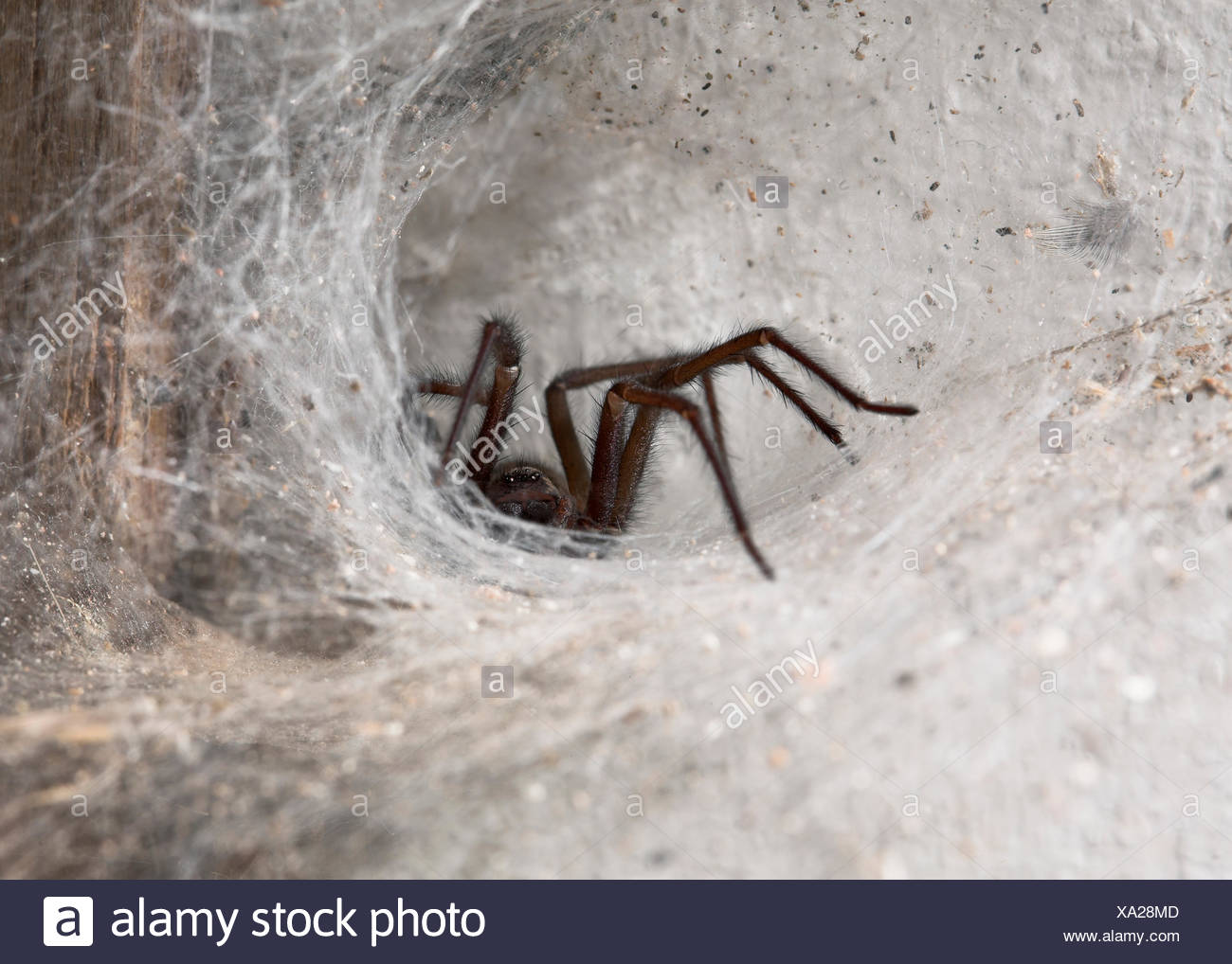 Funnel  Spider Tegenaria High Resolution Stock Photography and