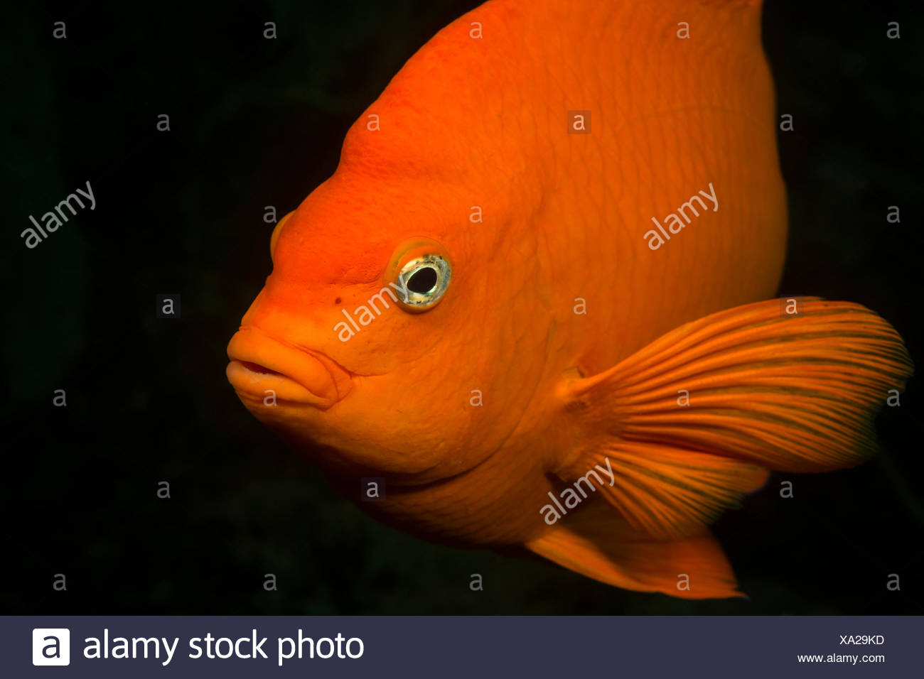 Garibaldi Fish, Hypsypops rubicundus, Catalina Island, California, USA Stock Photo