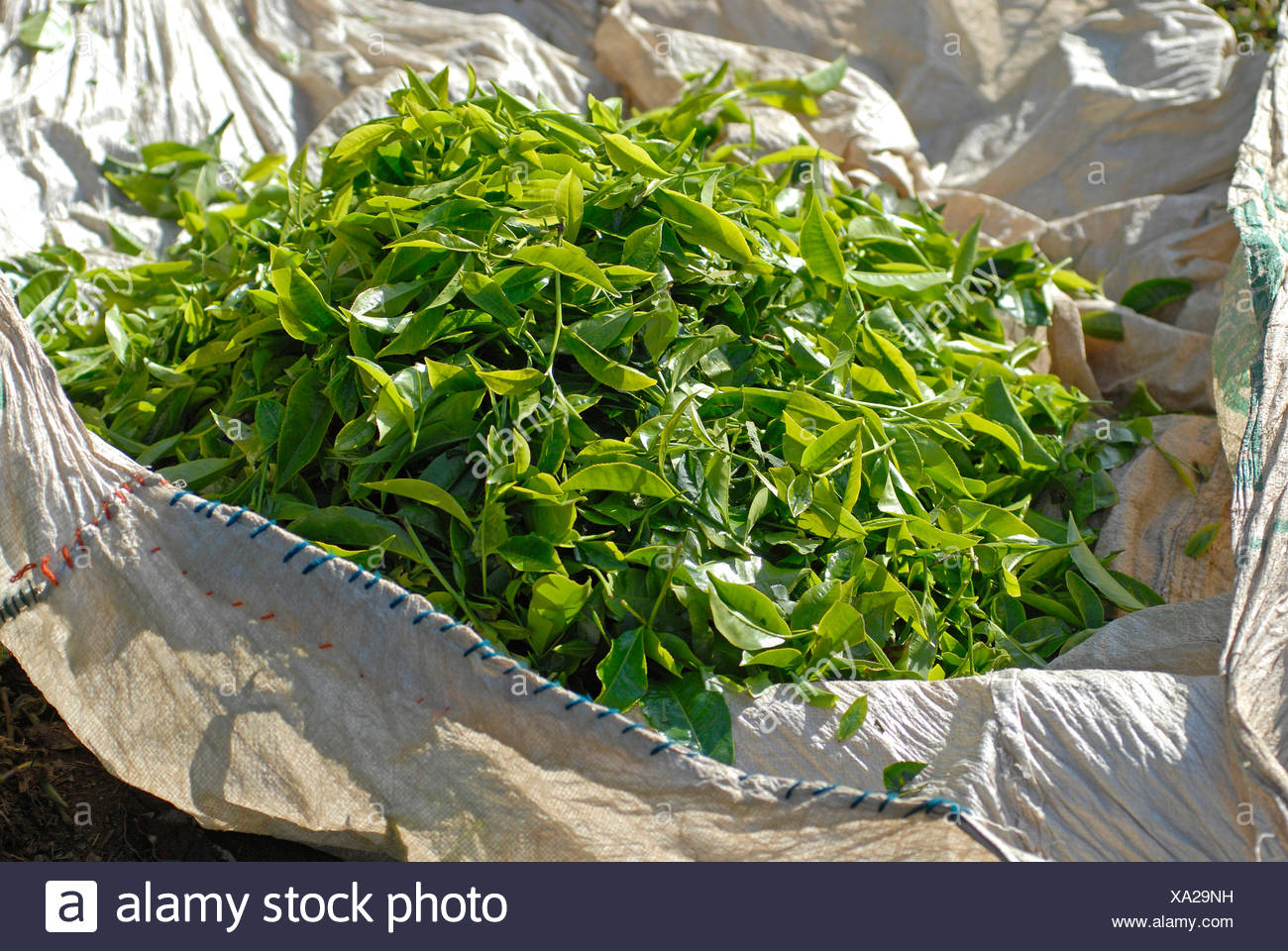 Tata Tea High Resolution Stock Photography And Images Alamy