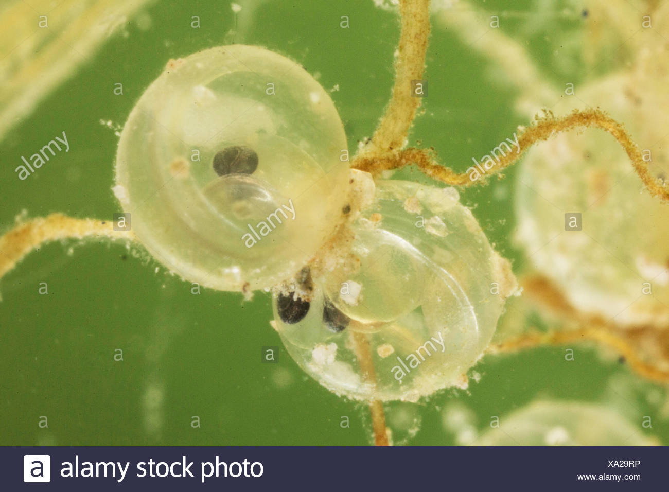 Carp Eggs High Resolution Stock Photography and Images Alamy