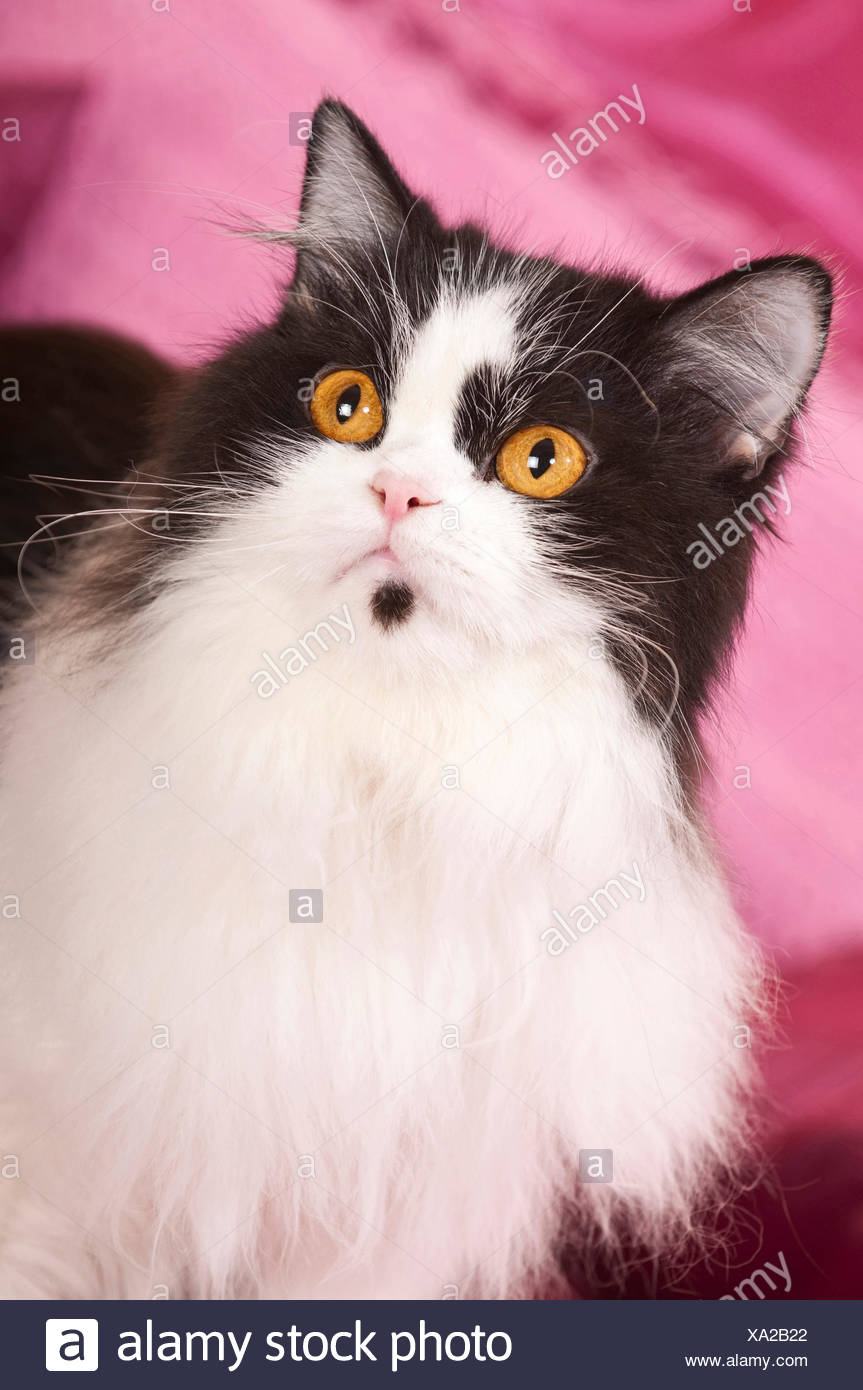 British Longhair Portrait Of Black And White Adult Cat Germany