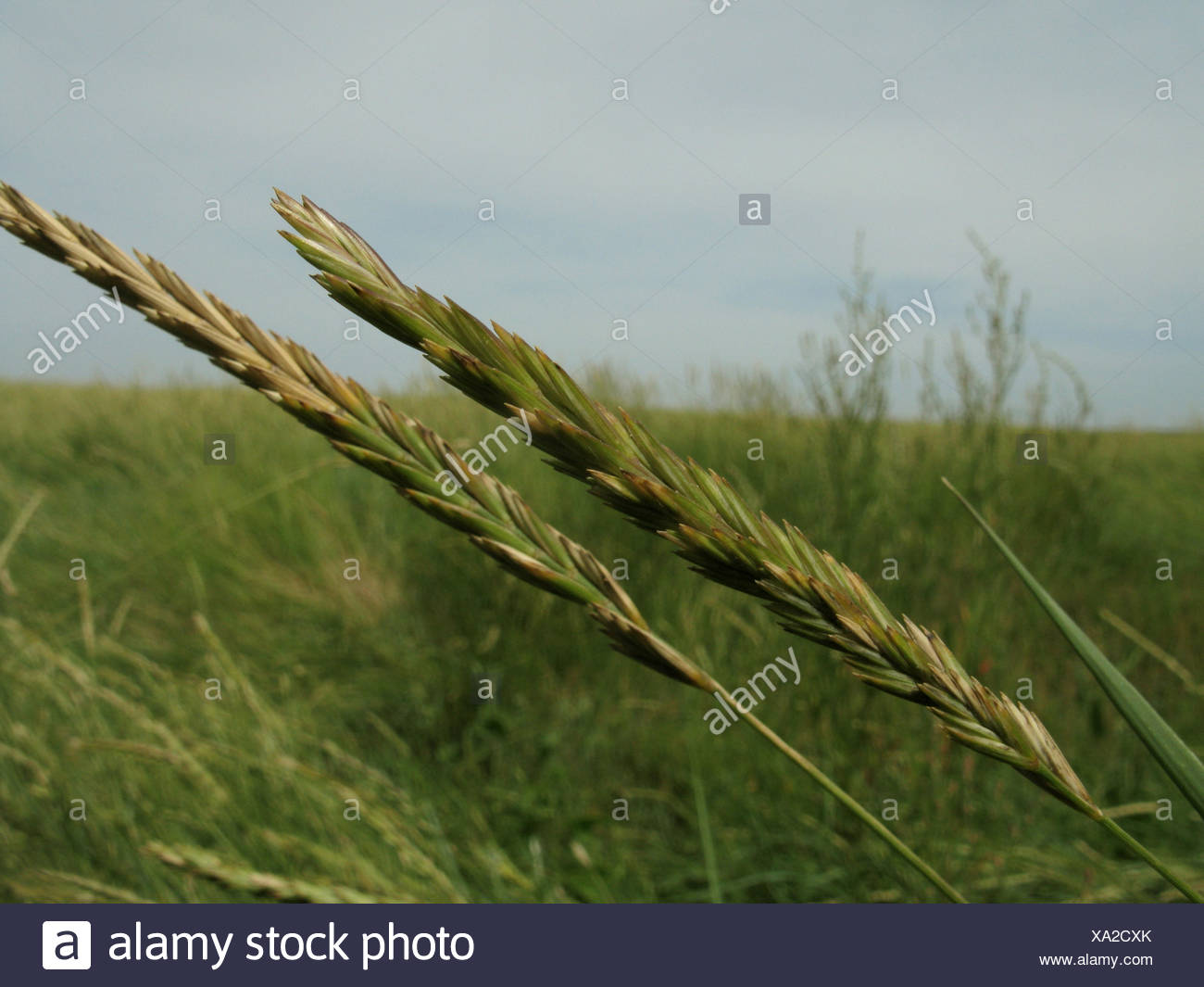 Sea Couch Grass Elymus Athericus Agropyron Pungens Spikes
