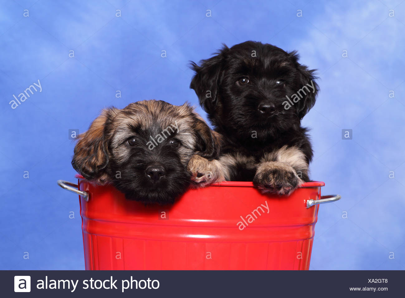 cao da serra de aires puppies