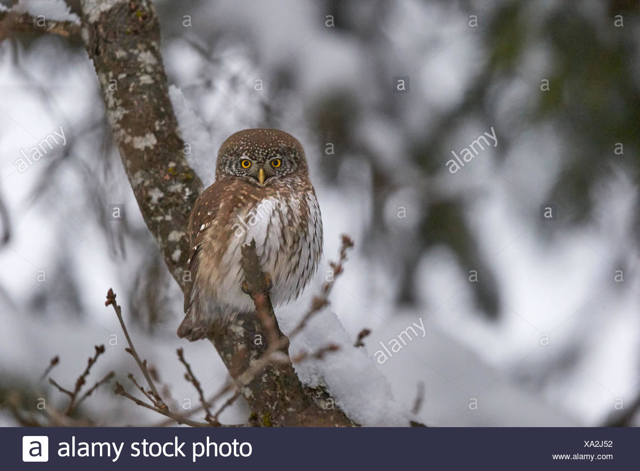 owlet france