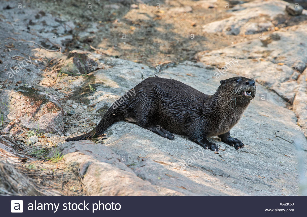 North American river otter (Lontra canadensis) on shore Near Bloodvein Manitoba Canada Stock Photo