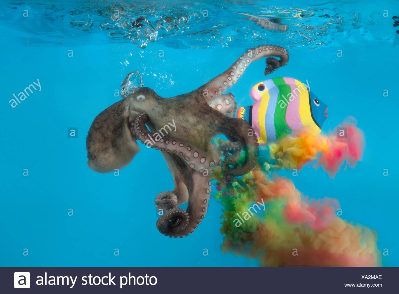 Octopus Ink Stock Photos & Octopus Ink Stock Images Alamy