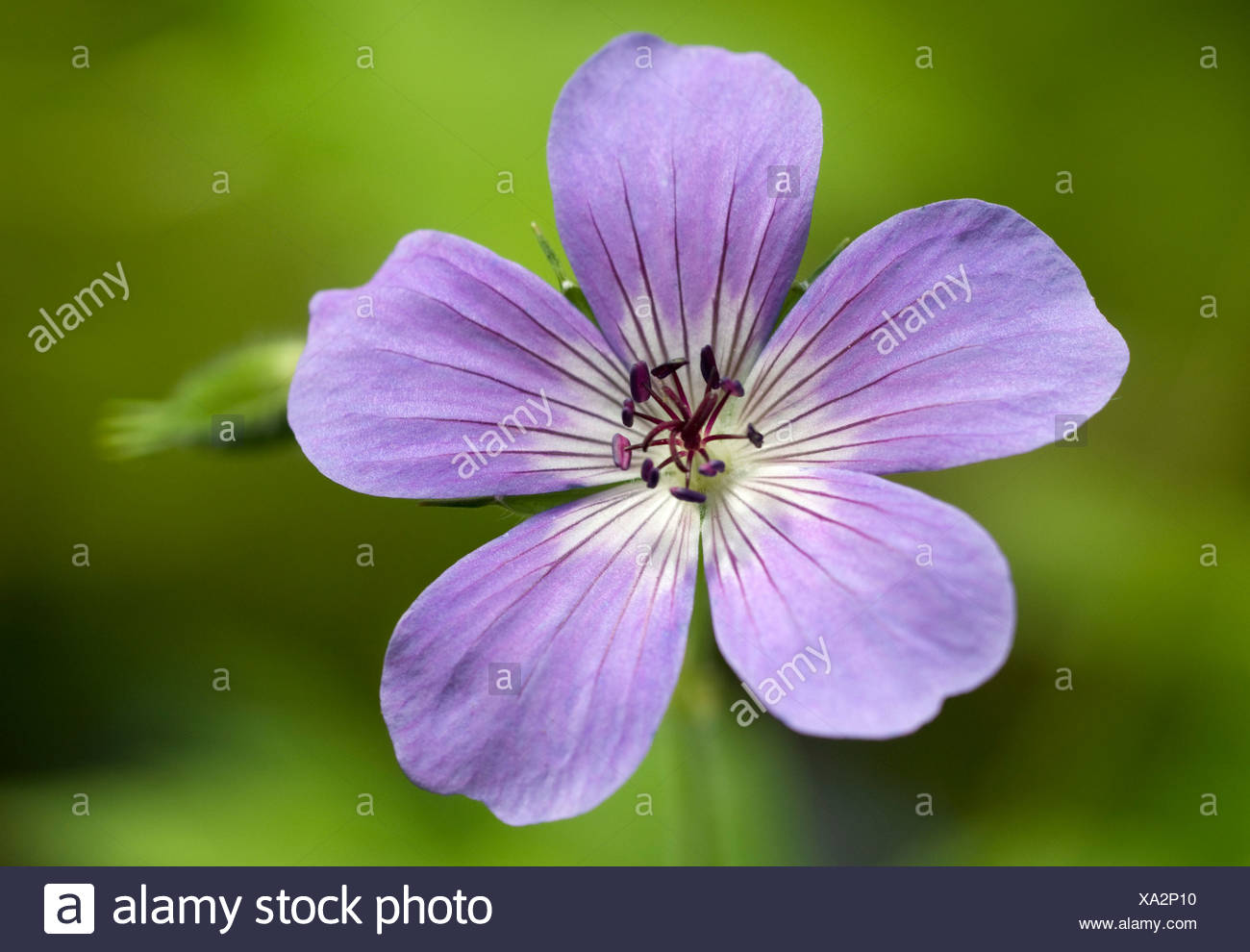 single geranium