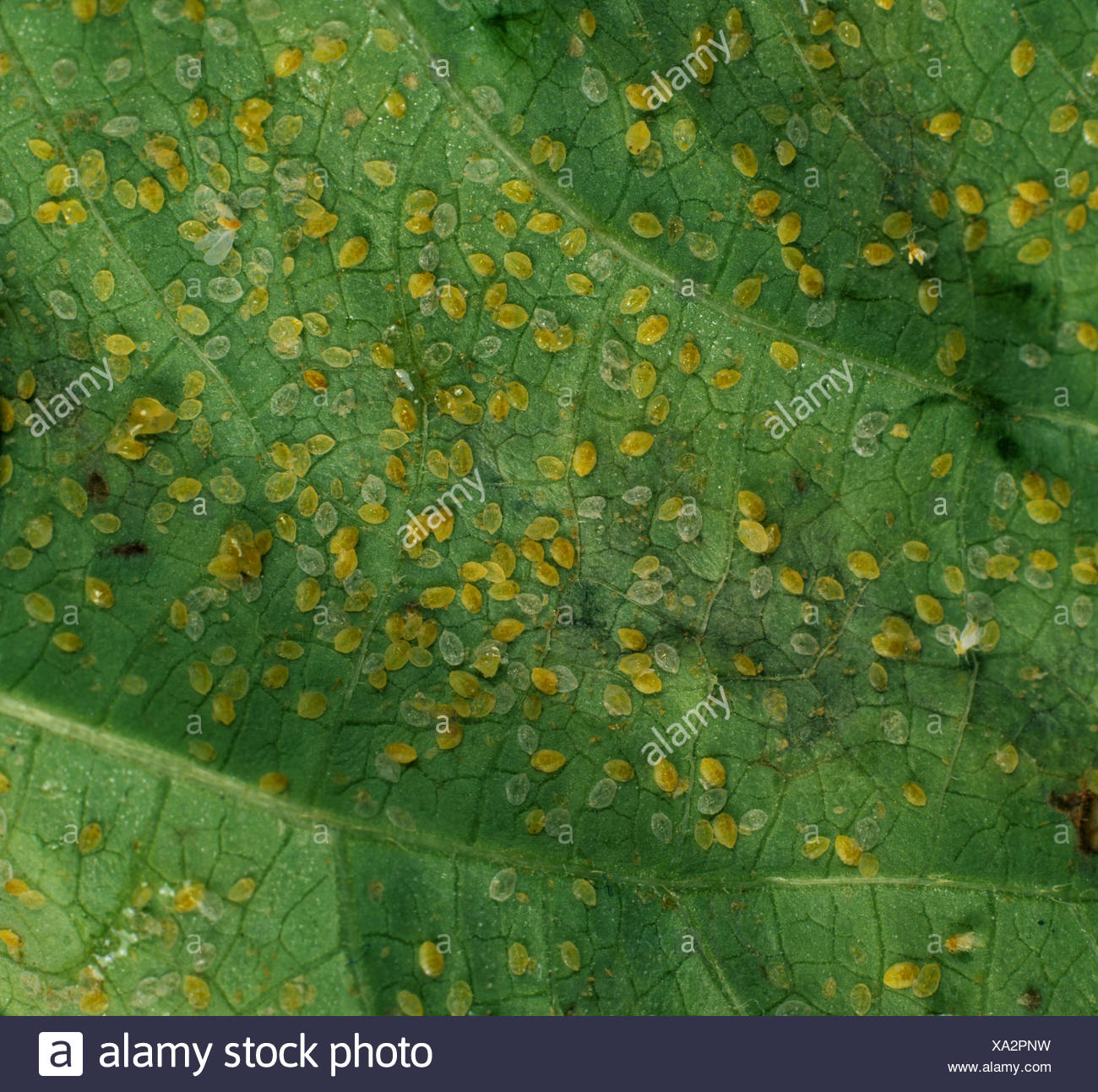 Sweet Potato Whitefly Stock Photos & Sweet Potato Whitefly Stock Images