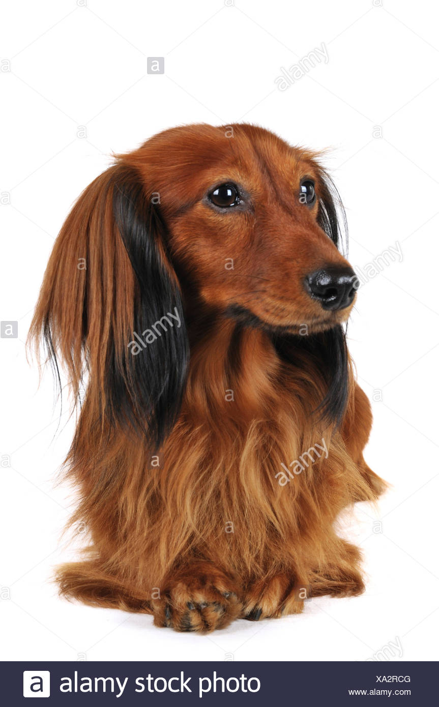 Long Haired Dachshund Long Haired Sausage Dog Domestic Dog