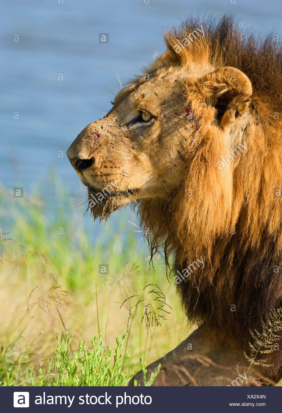 images Male Lion Face Side View https www alamy com close up of male lion greater kruger national park south africa image281576869 html