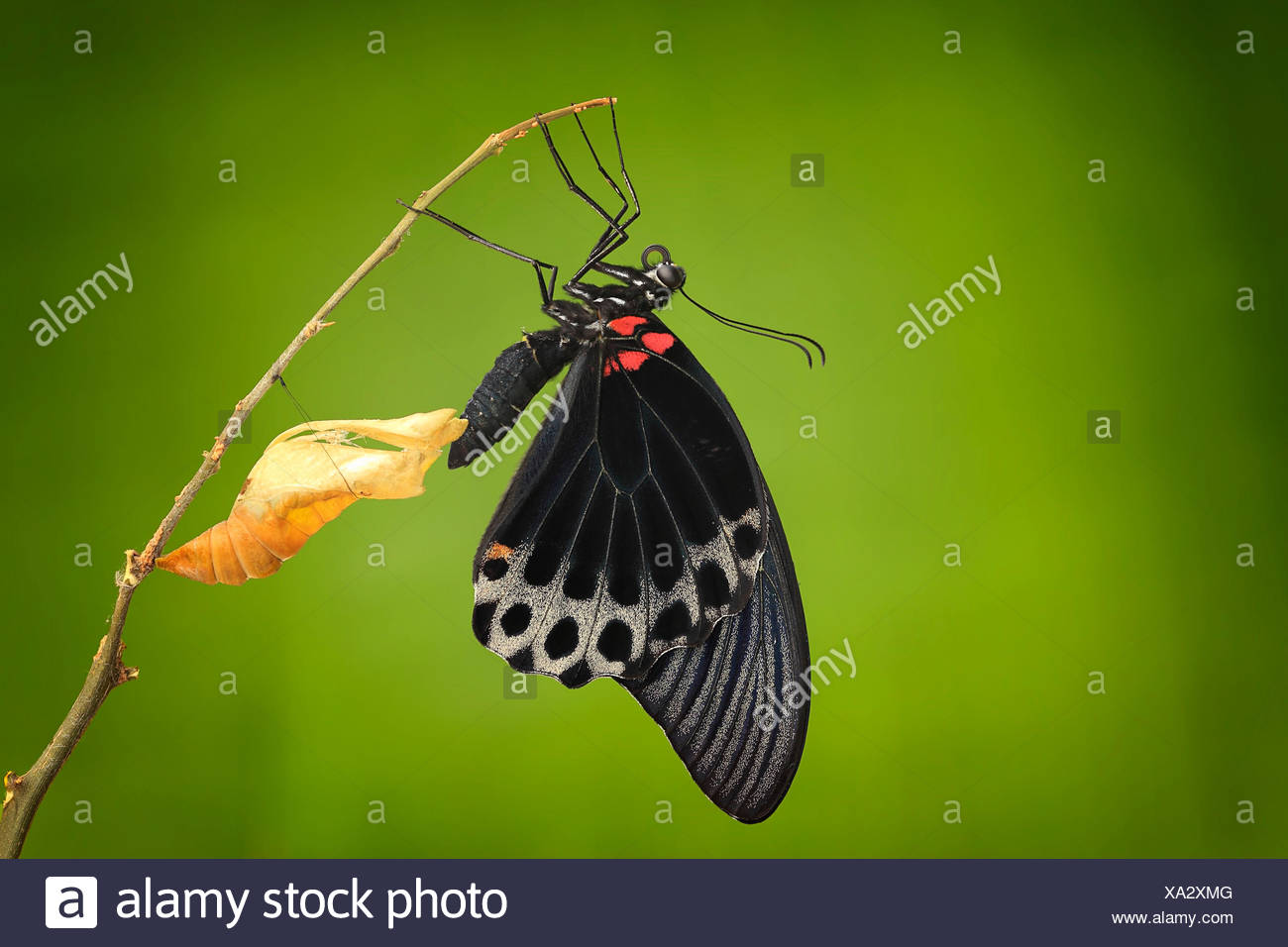 Green Chrysalis High Resolution Stock Photography And Images Alamy