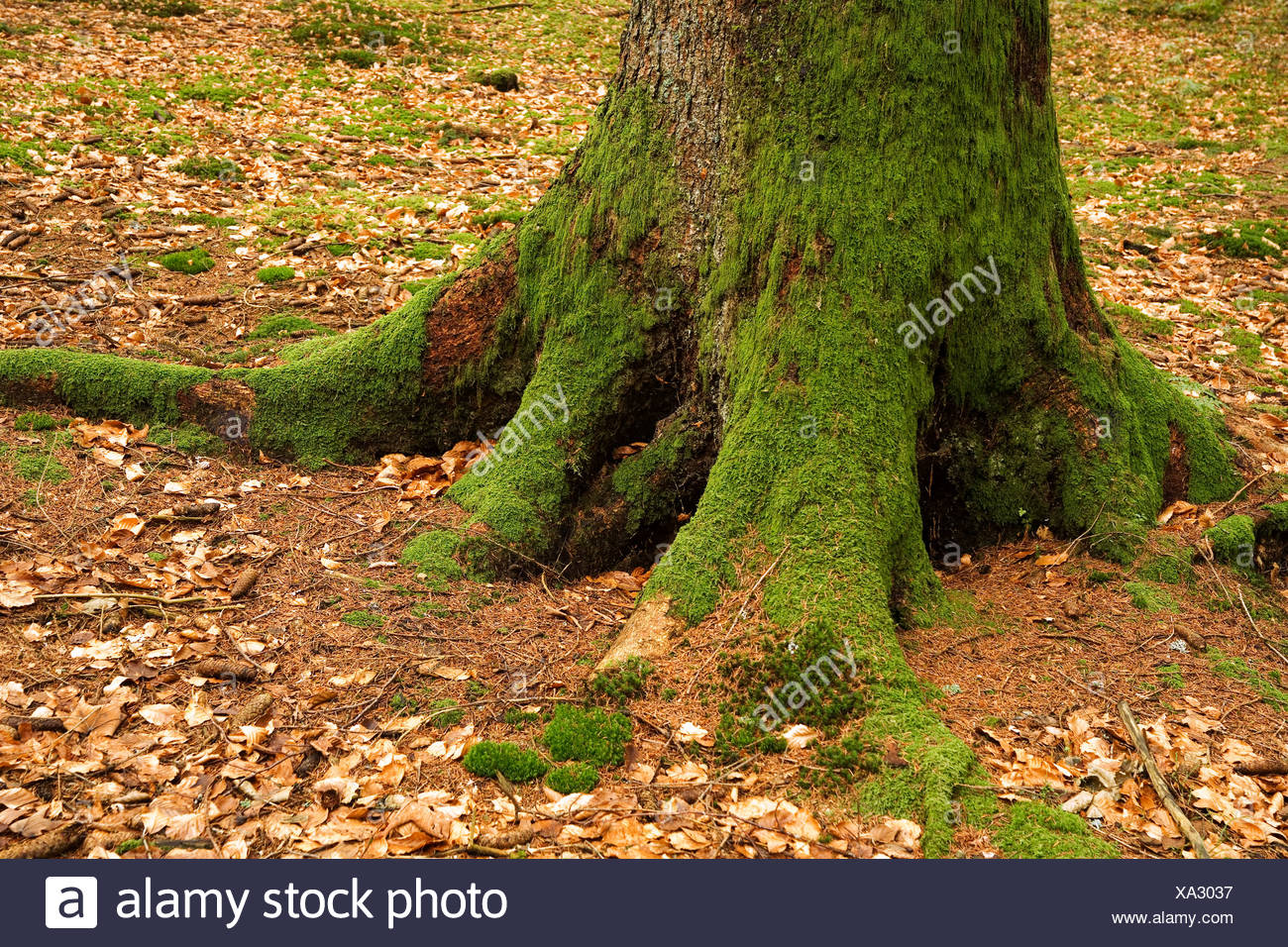 Fir Tree Roots High Resolution Stock Photography and Images Alamy