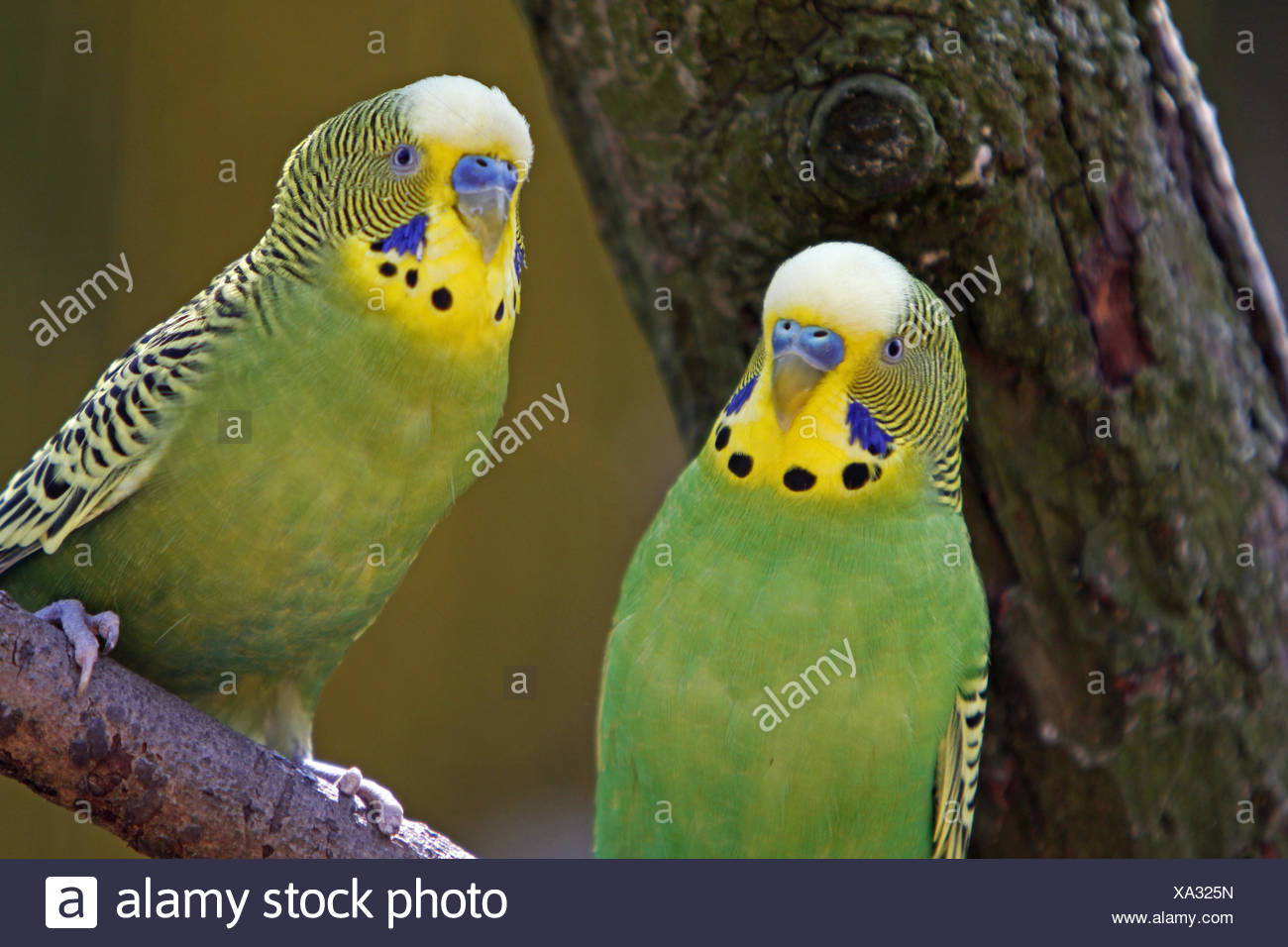 bird birds budgerigar parakeet