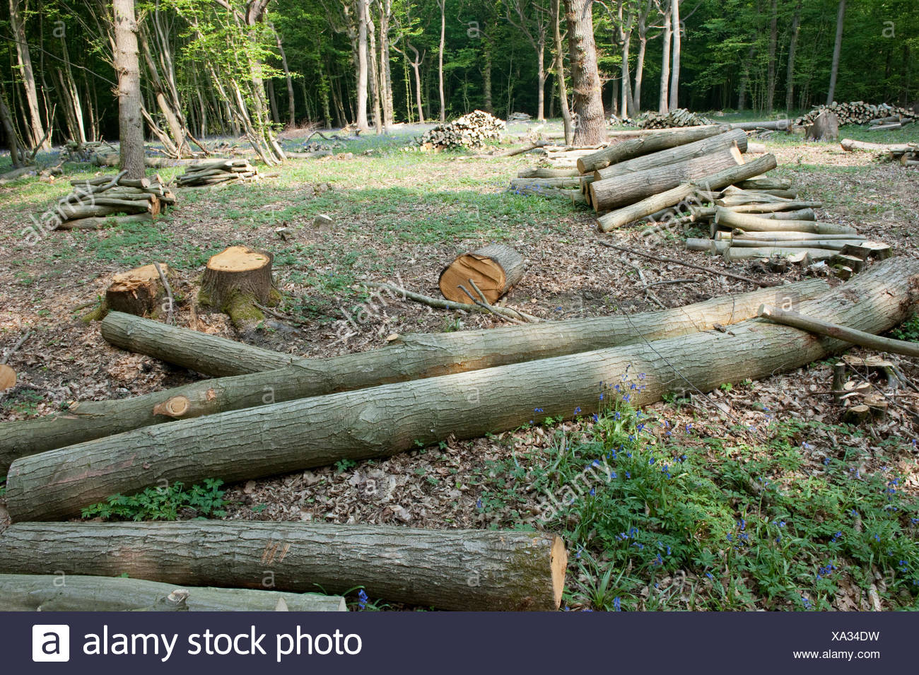 Ecology and Management of Coppice Woodlands