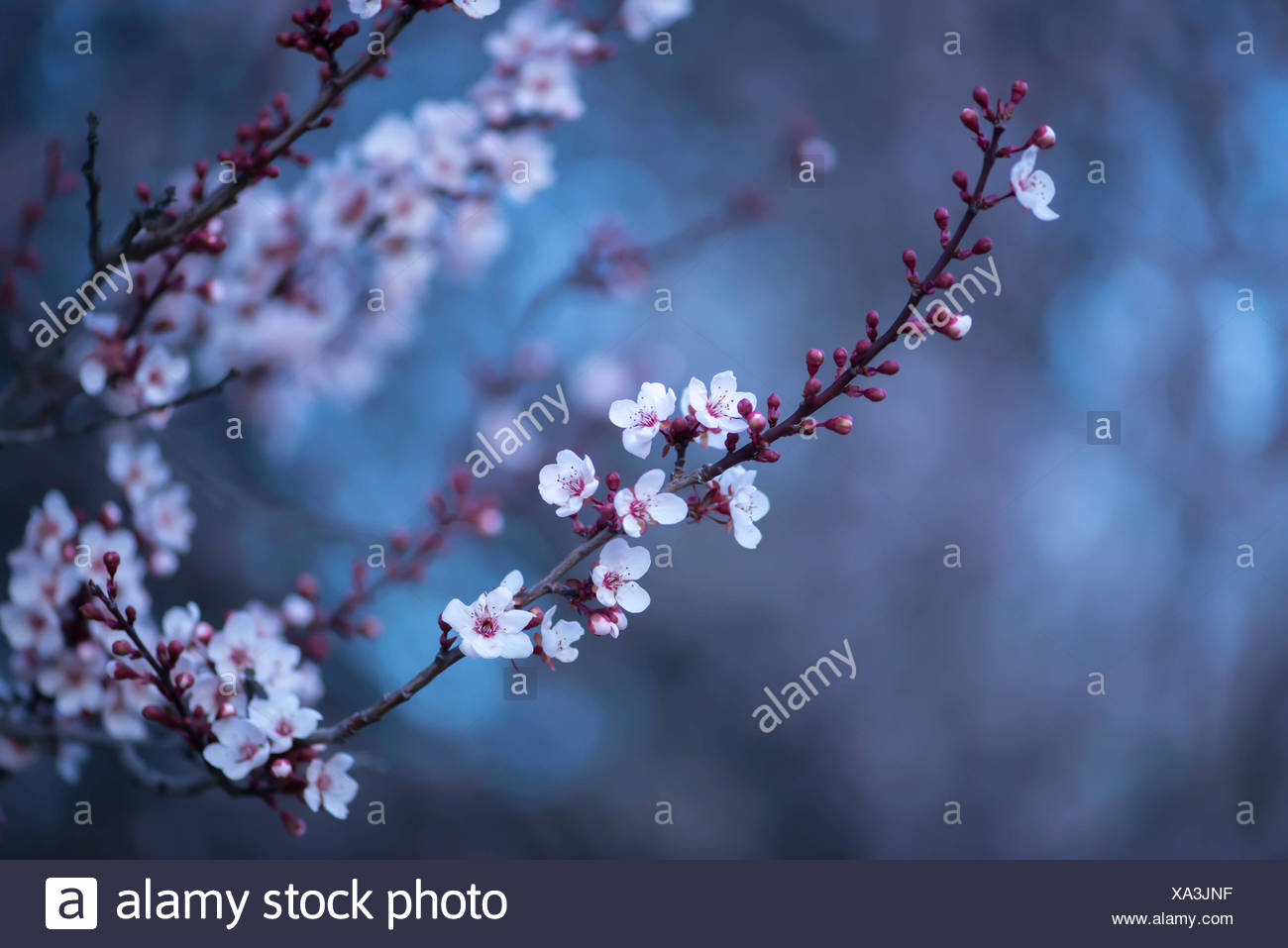Winter Bloom Of Blackthorn Tree Stock Photo Alamy