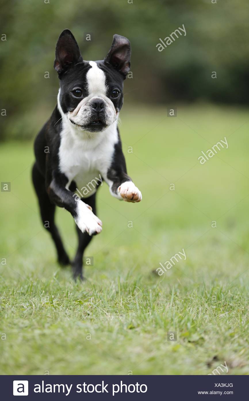running with boston terrier