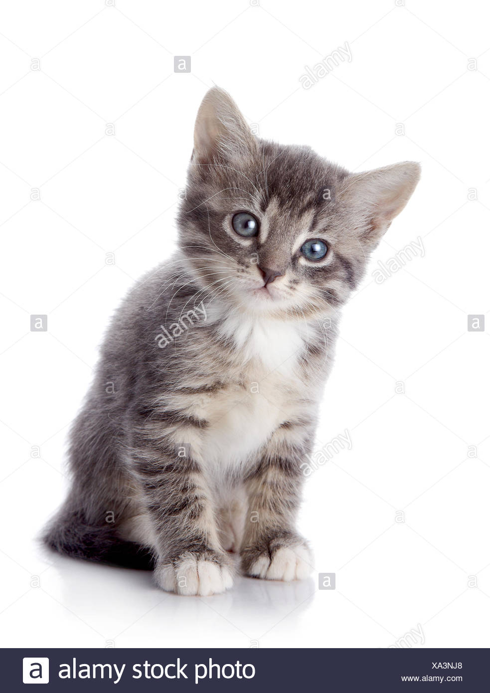 grey and white striped kitten