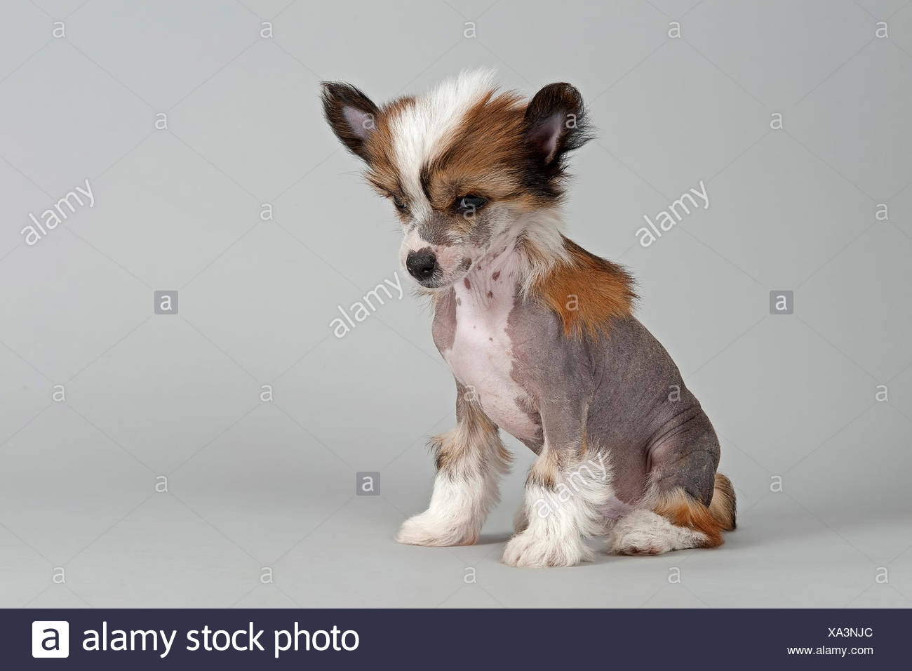 chinese crested hairless puppies