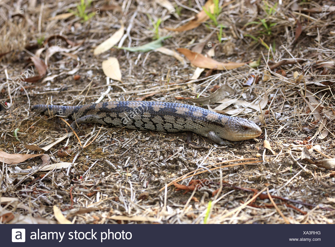 ground reptiles