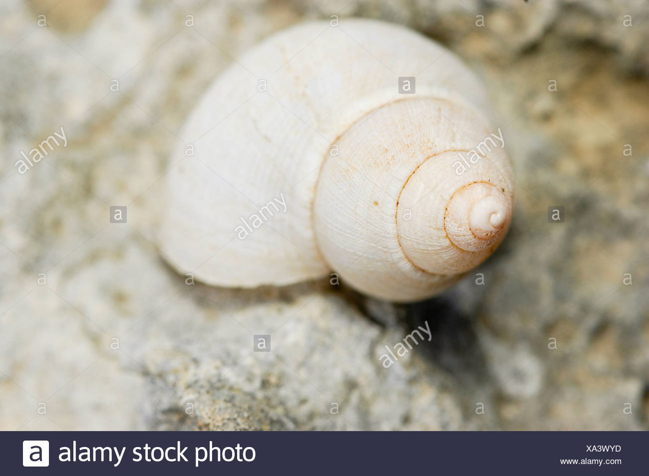 White Garden Snail Theba Pisana Stock Photo Alamy
