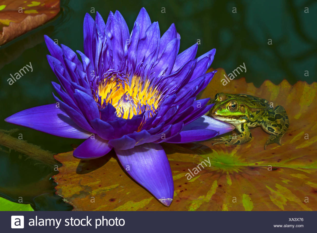 Page 2 Waterlily Pad High Resolution Stock Photography And Images Alamy