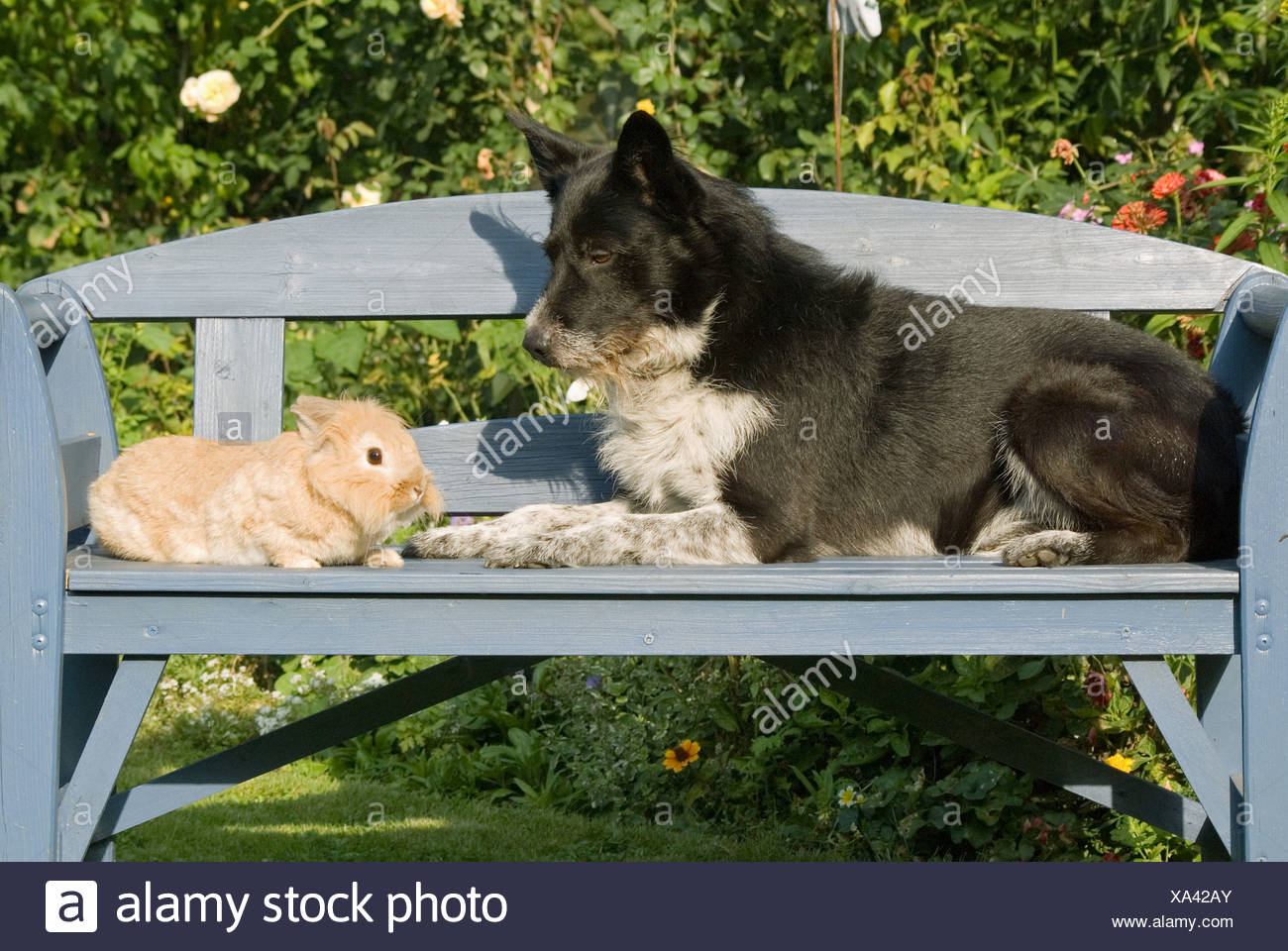 Dog And Bunny High Resolution Stock Photography and Images - Alamy