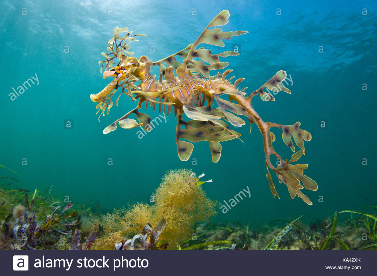 Seadragon Stock Photos Seadragon Stock Images Alamy