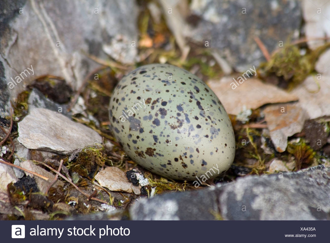 Black Oystercatcher Eggs High Resolution Stock Photography and Images