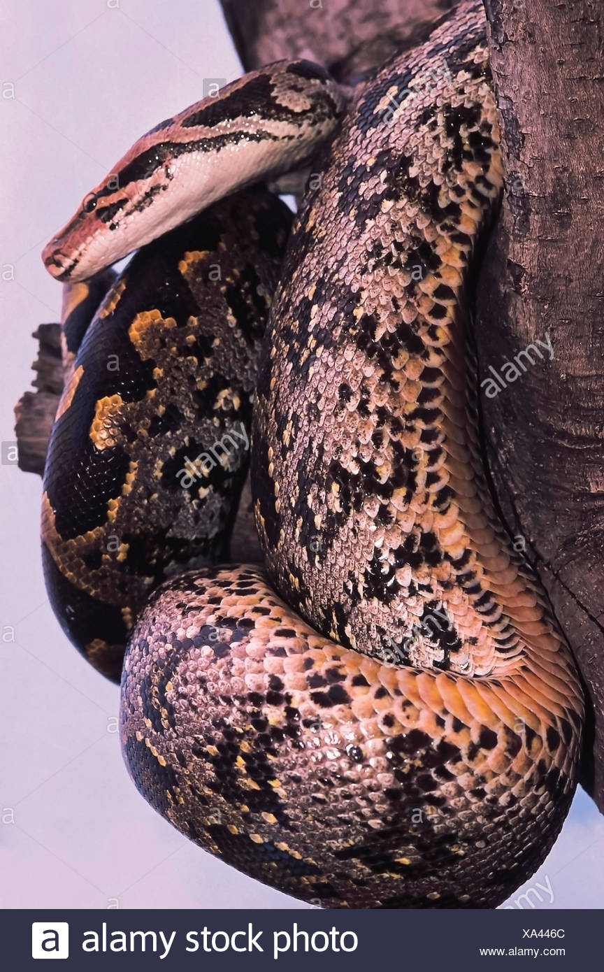 Python Molurus India High Resolution Stock Photography and Images - Alamy