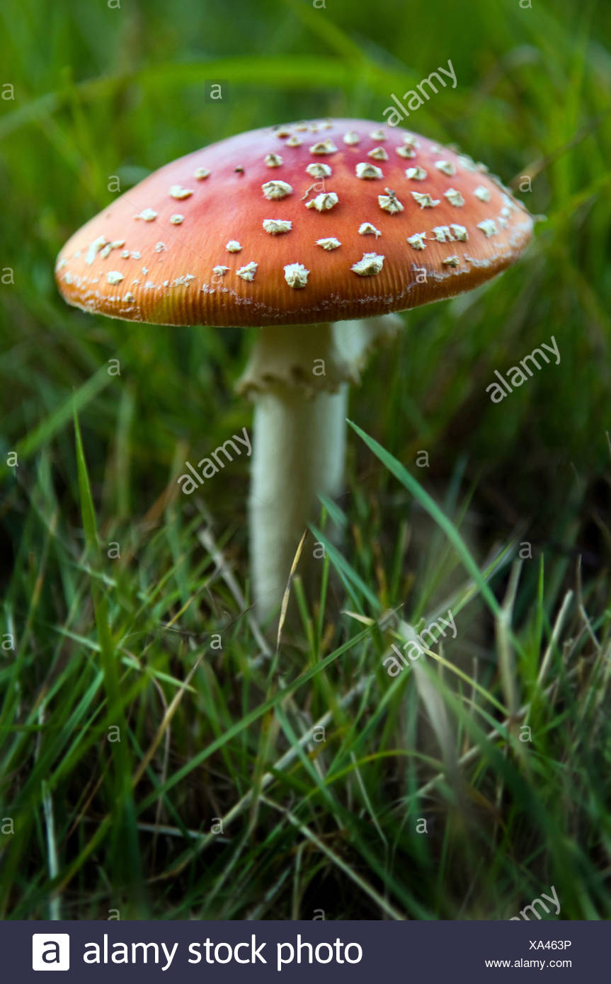 Toadstool Stock Photos & Toadstool Stock Images Alamy
