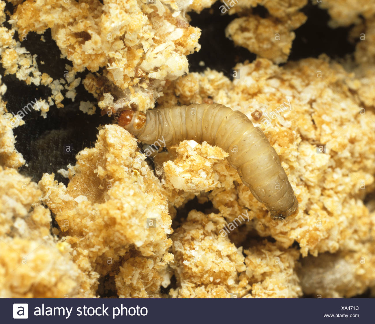 Wax Moth Larva High Resolution Stock Photography and Images Alamy