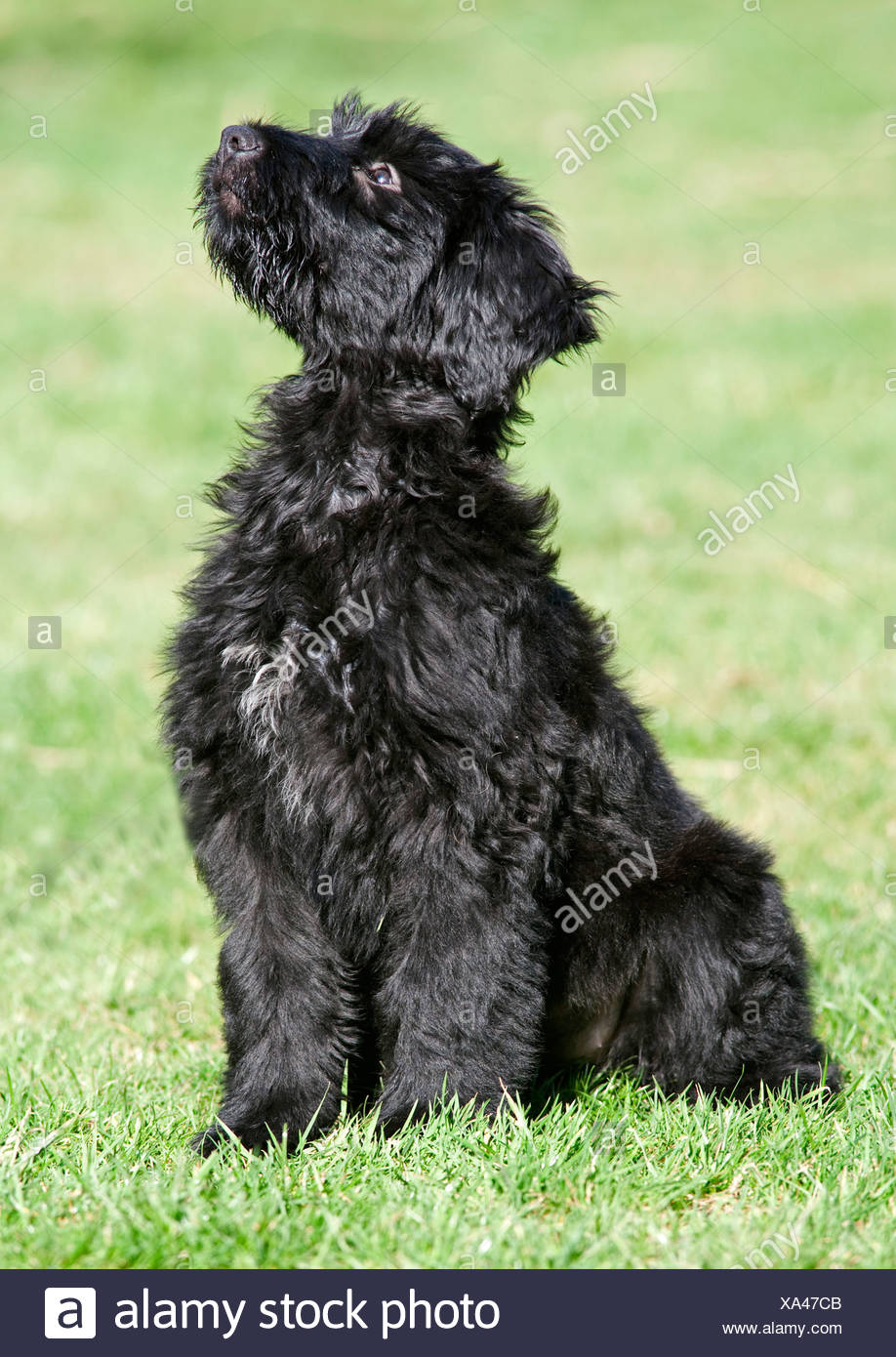puppy briard