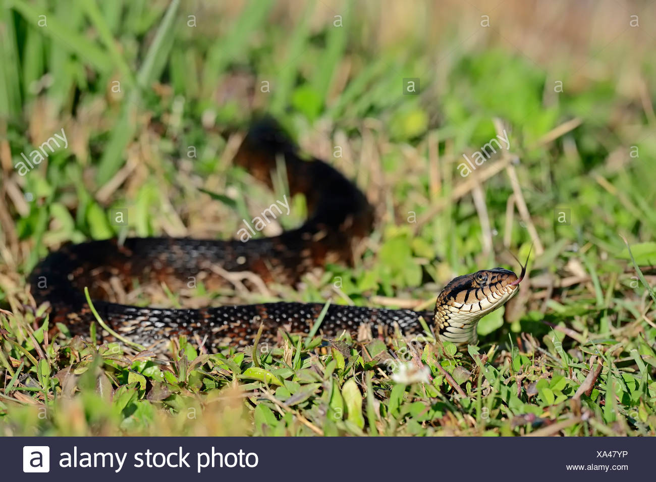 Florida Banded Water Snake High Resolution Stock Photography and Images
