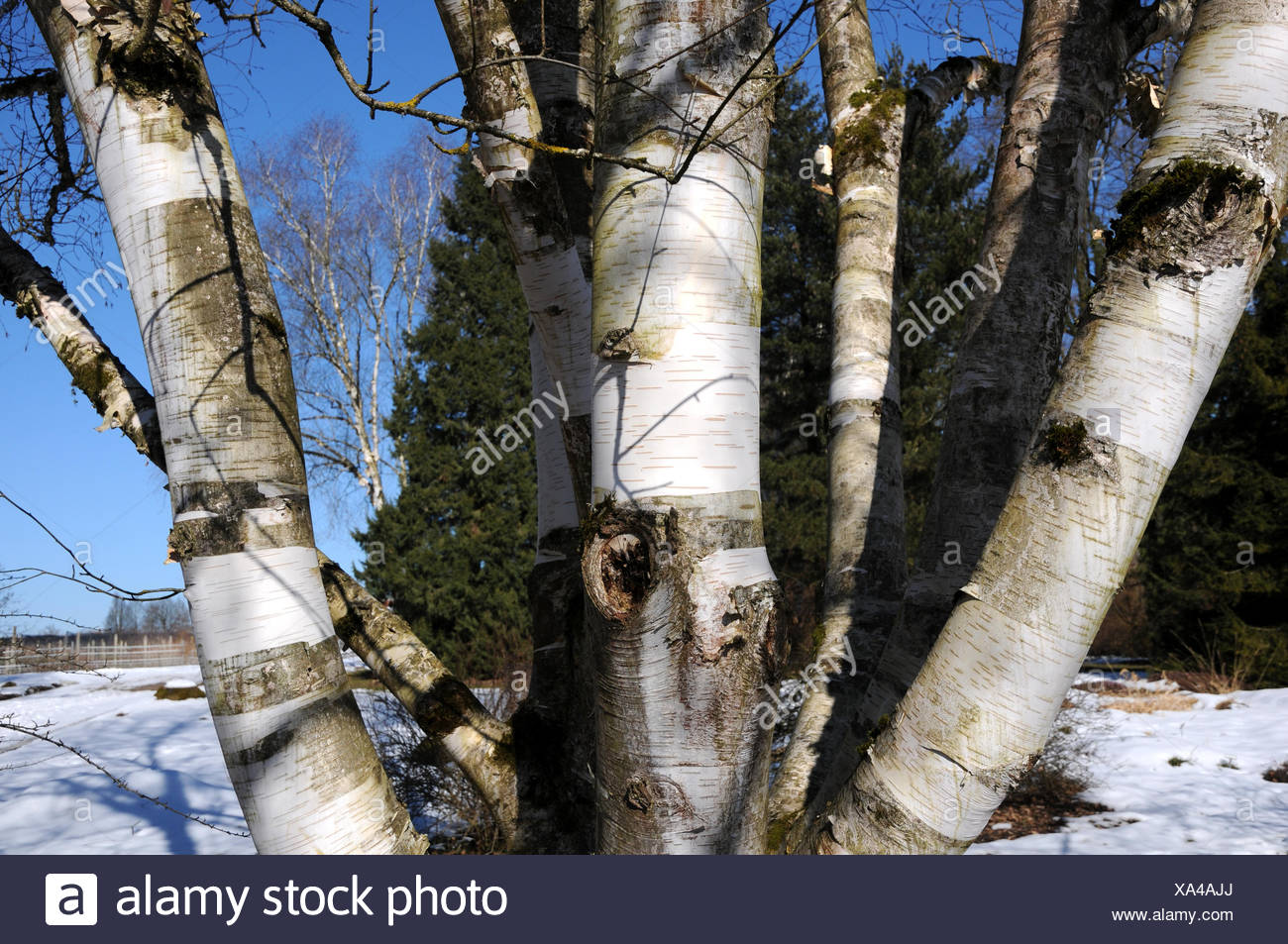 Himalayan Birch Tree Stock Photos & Himalayan Birch Tree Stock Images ...