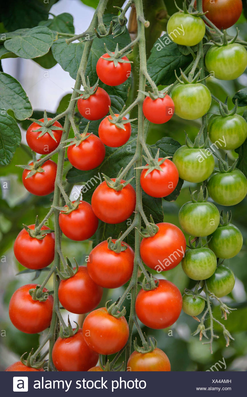 Tomato Plant Flower Stock Photos & Tomato Plant Flower Stock Images Alamy