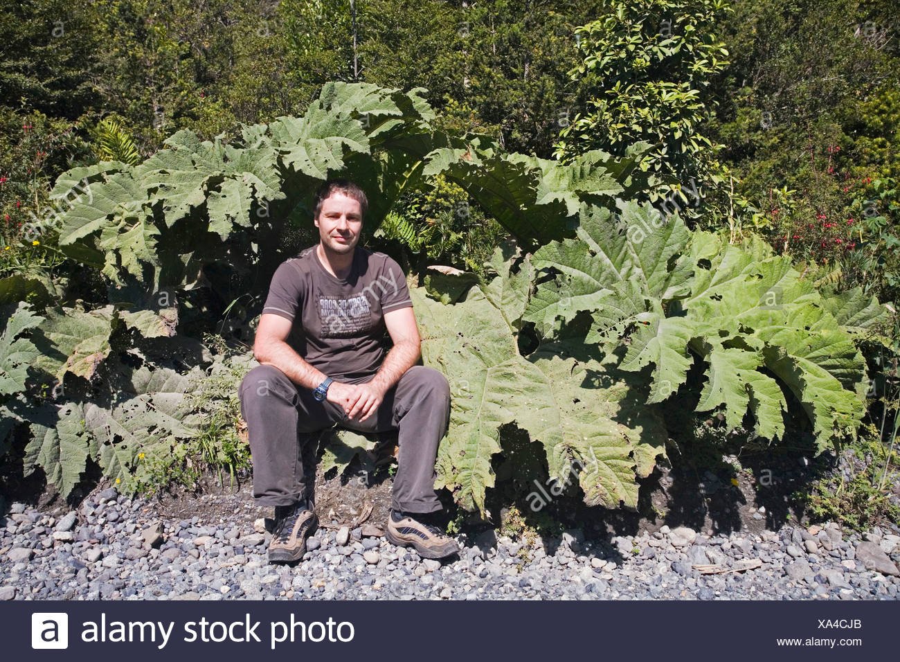 Man under a big Pangue plant, Carretera Austral, Patagonia, Chile, South America Stock Photo