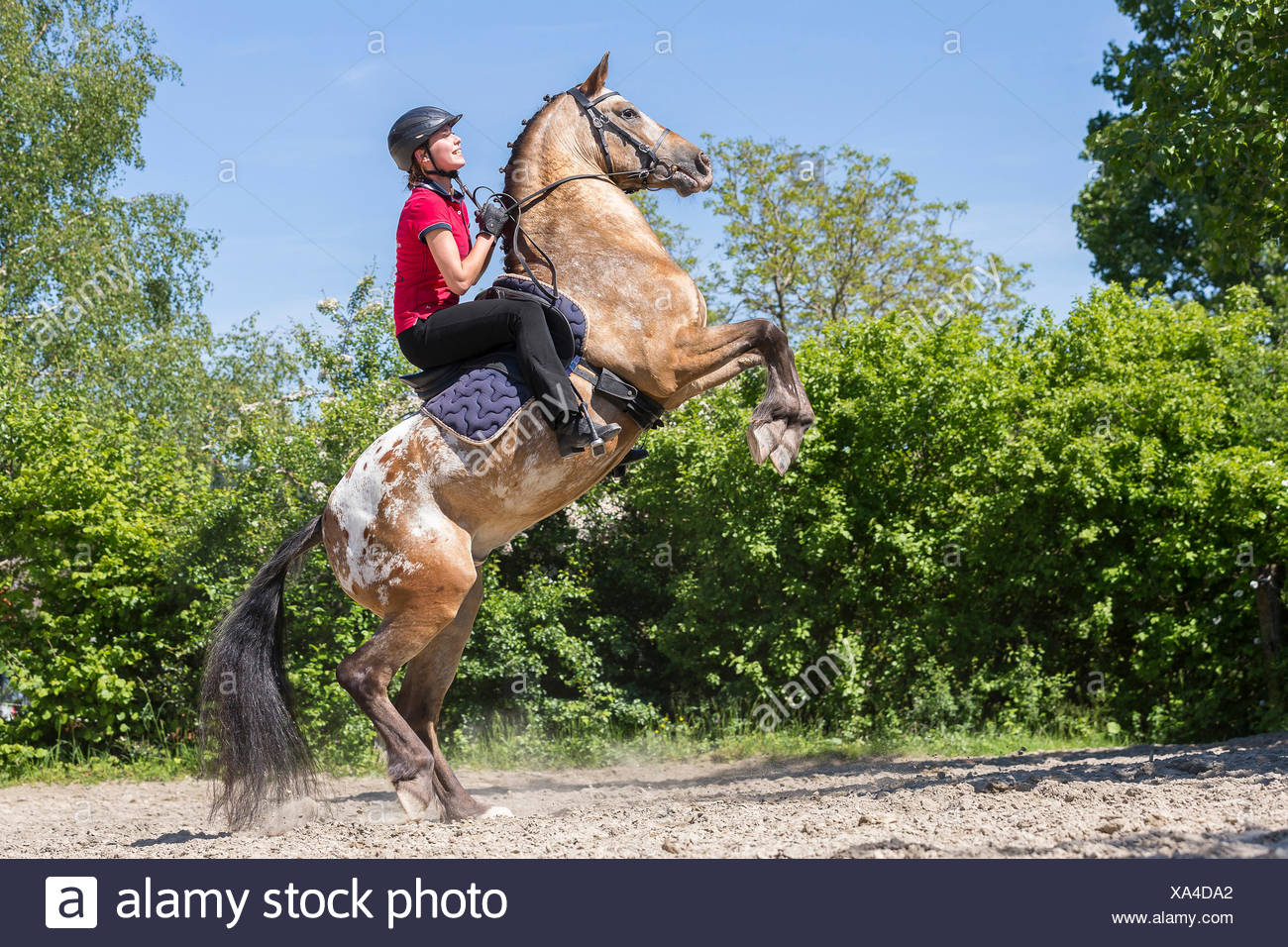 Leopard Appaloosa Stock Photos & Leopard Appaloosa Stock Images - Alamy