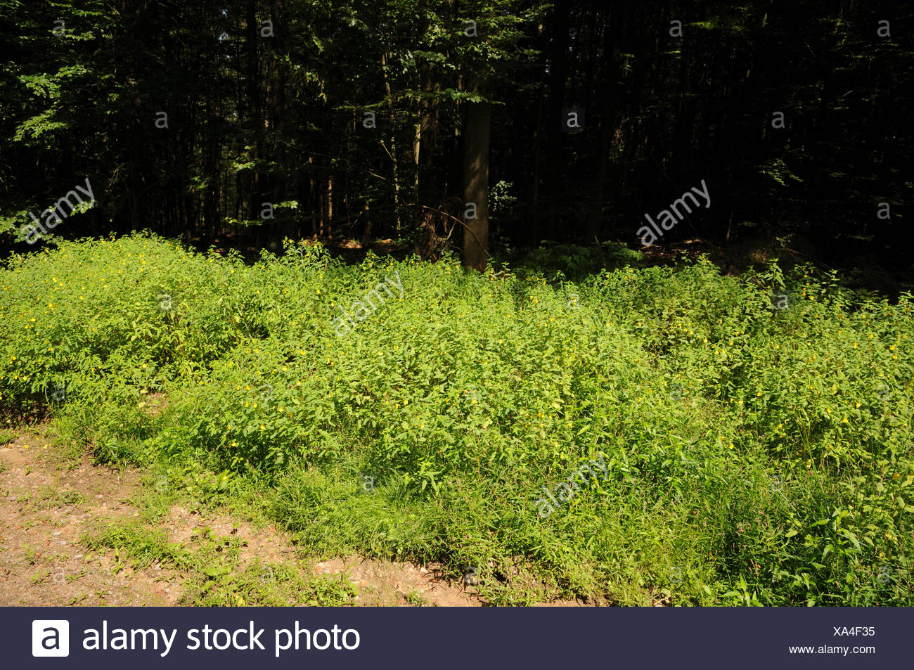 Impatiens noli-tangere, Touch-me-not balsam Stock Photo