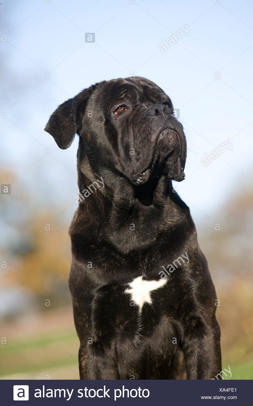 Cane Corso Dog Breed From Italy Portrait Of Adult Stock