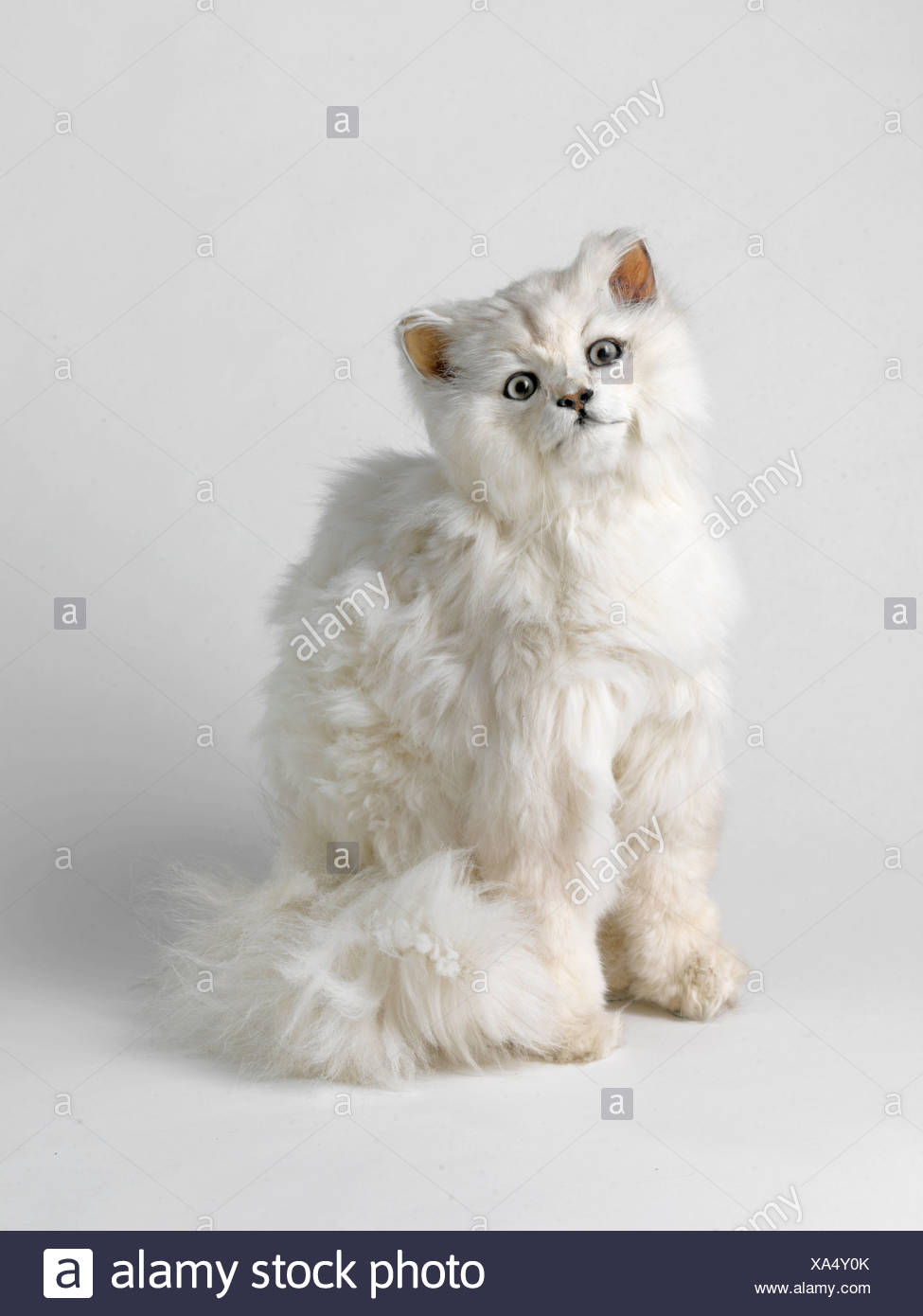 Head Tilted High Resolution Stock Photography and Images Alamy