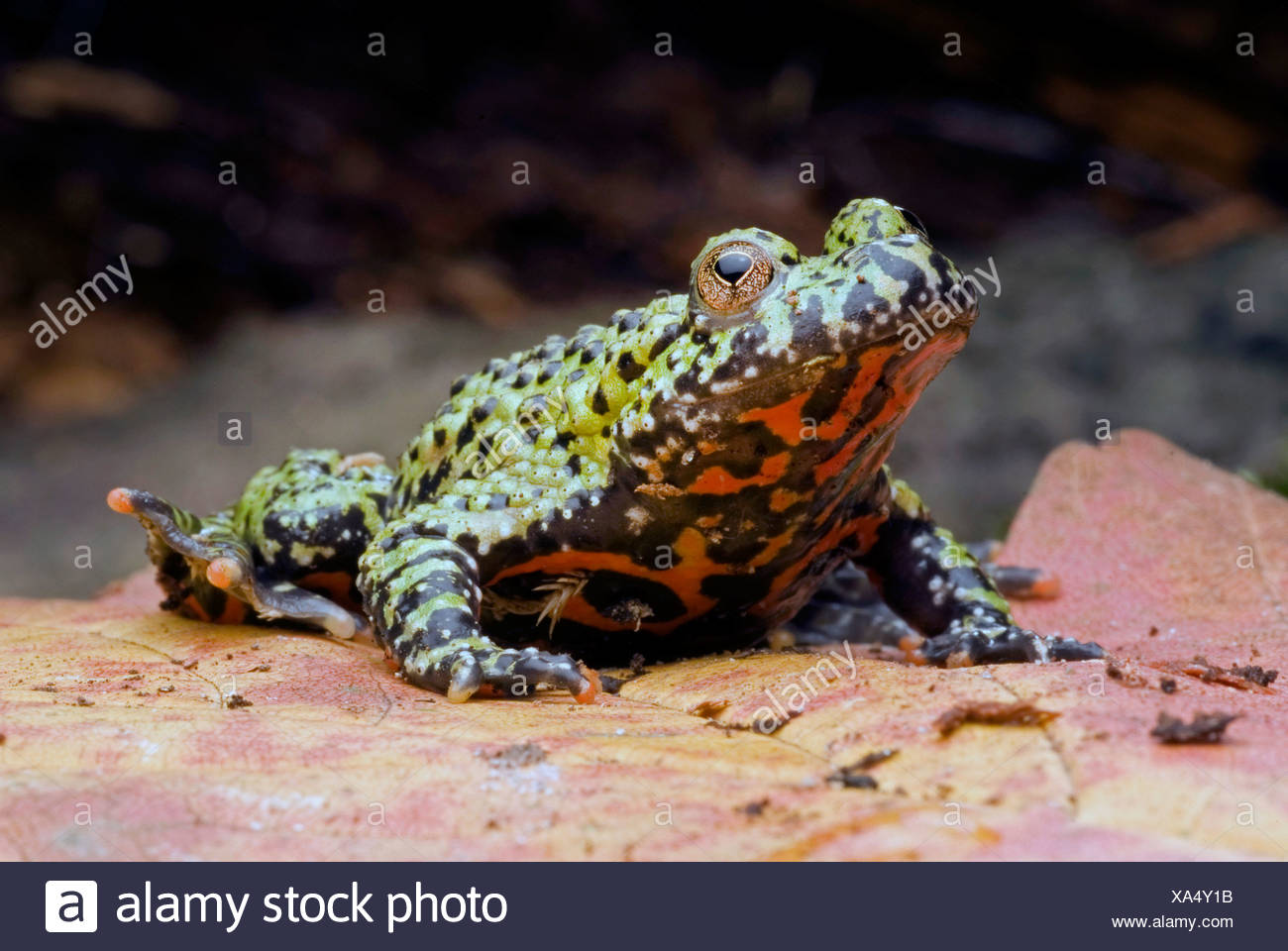 albino fire belly toad for sale