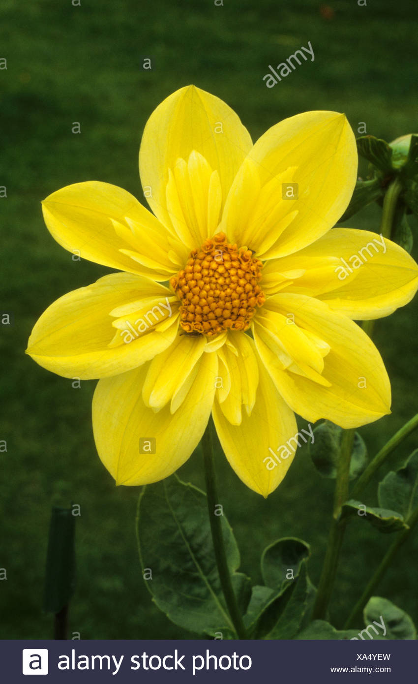 Dahlia Clair De Lune High Resolution Stock Photography and Images - Alamy