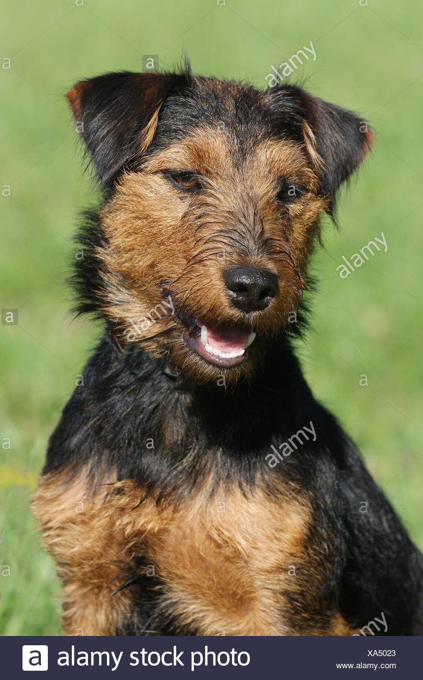 hunt terrier for sale