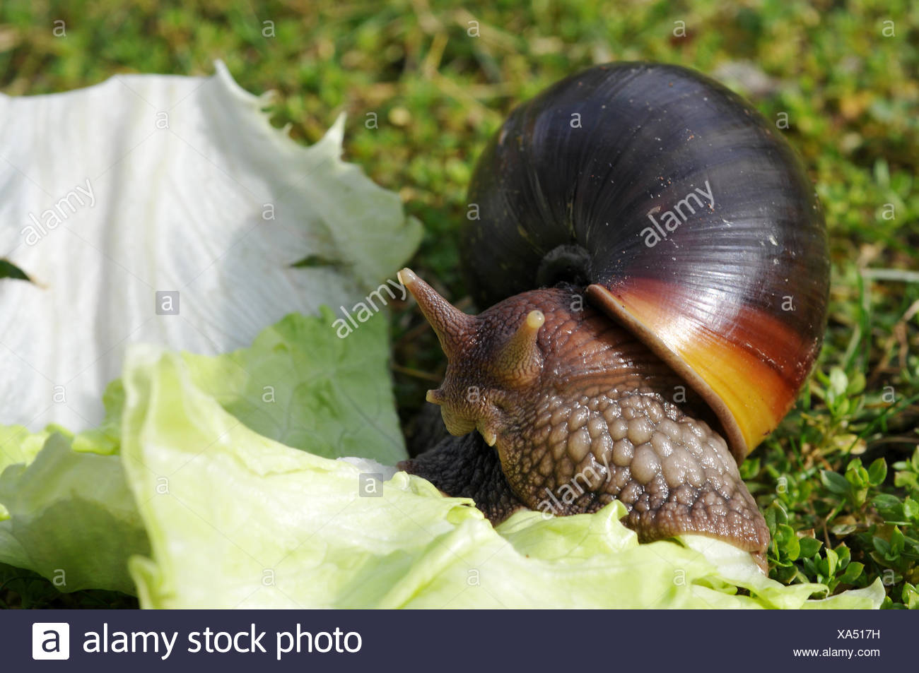 afrikanische riesenschnecke riesenschnecke Stock Photo